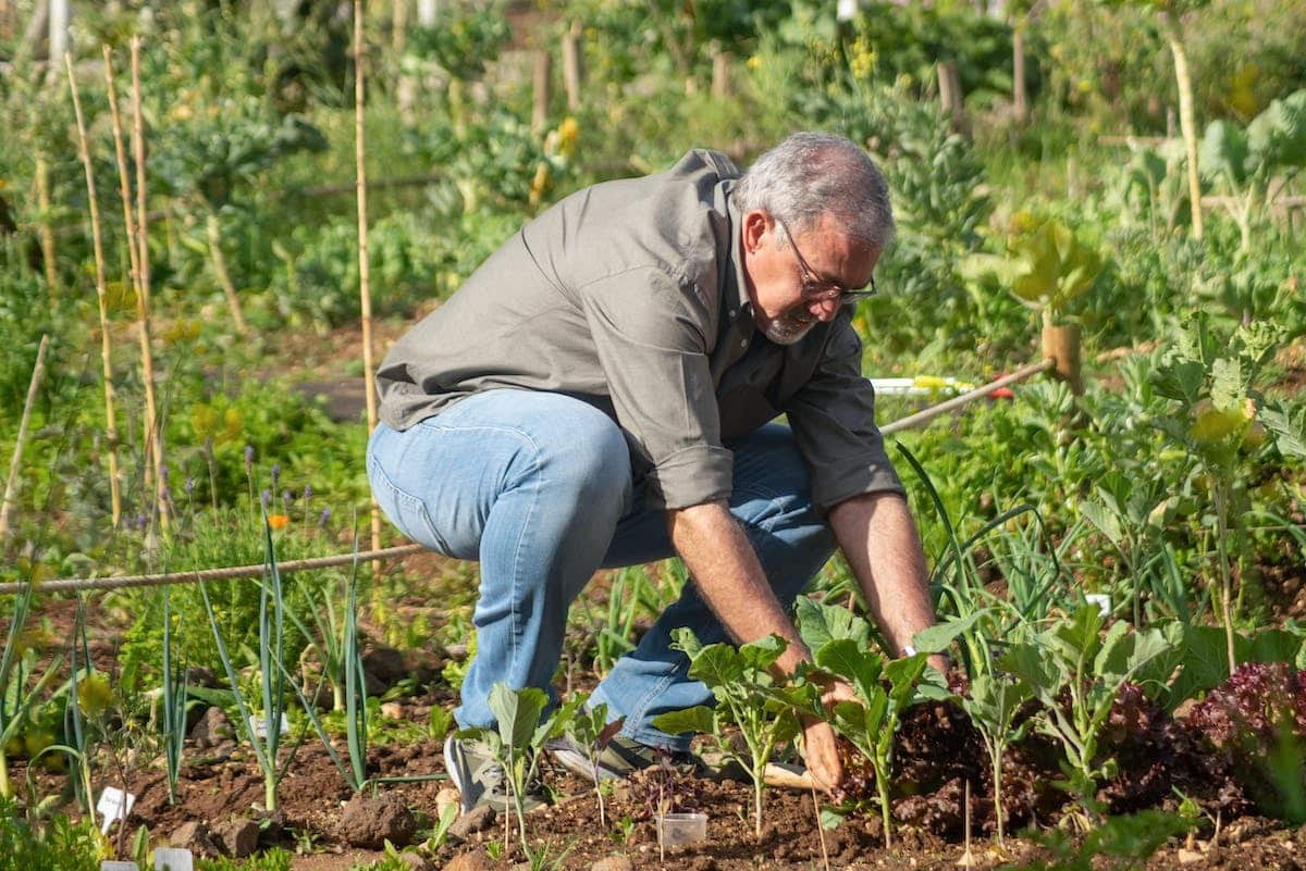 potager légumes