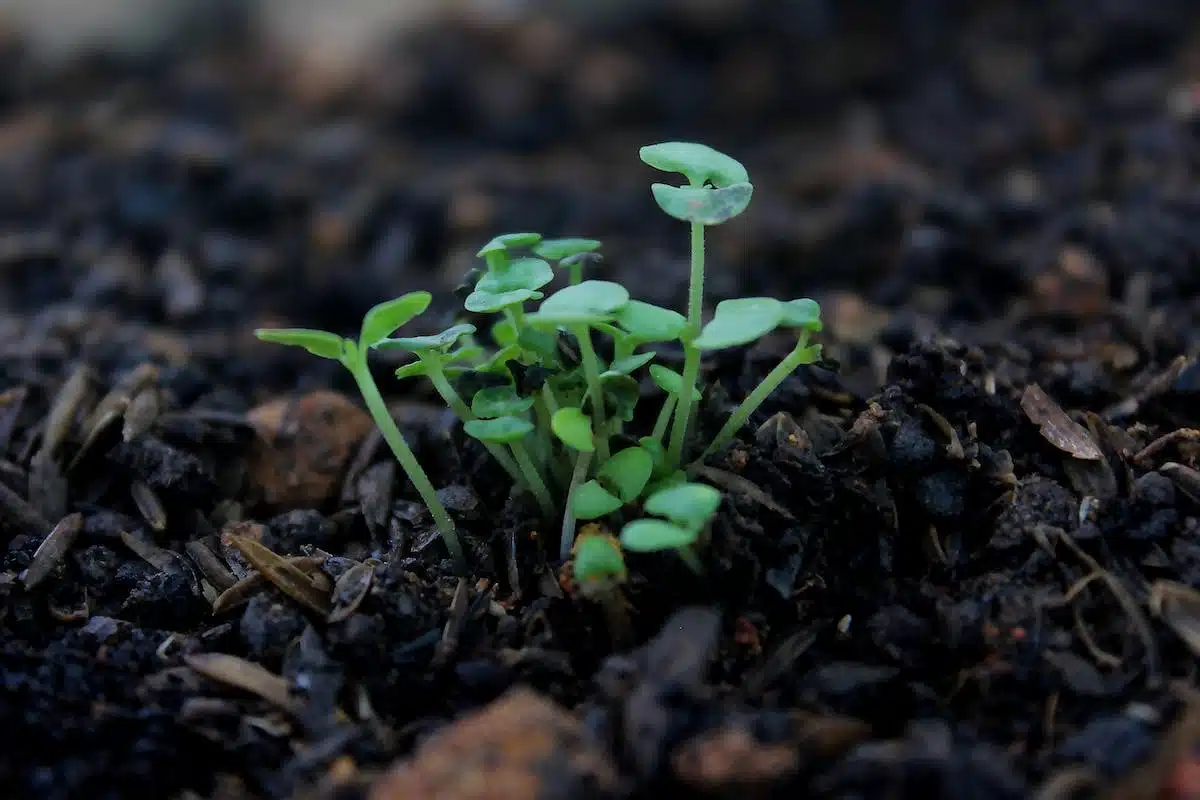 sol plantes