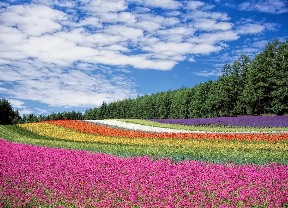 fleurs jardin