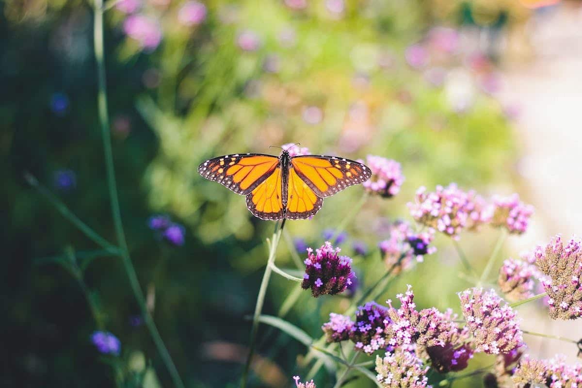jardin biodiversifié