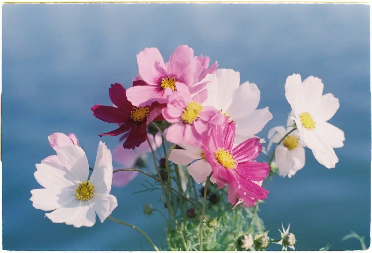 fleurs printanières