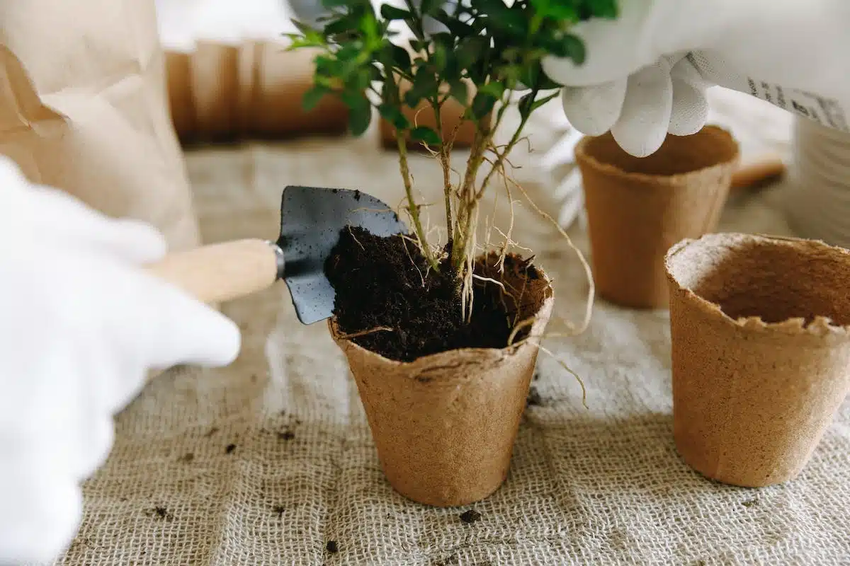 compost  jardinage