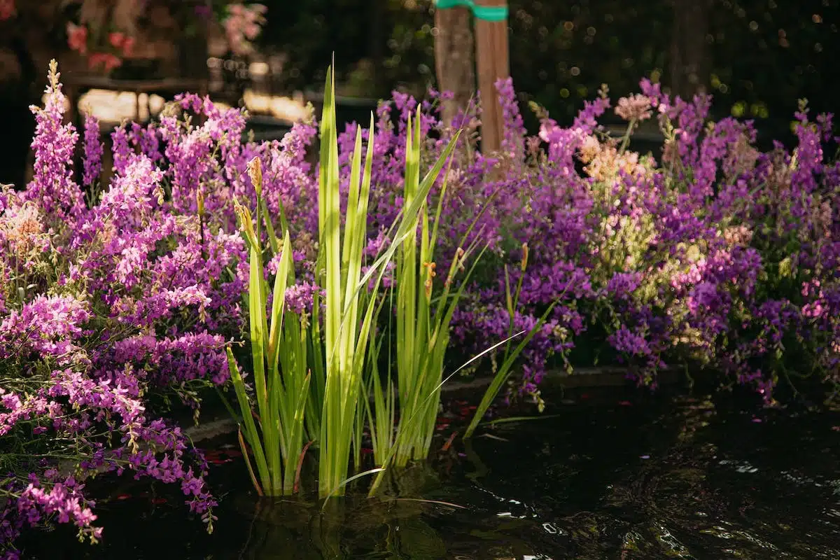 jardin détente