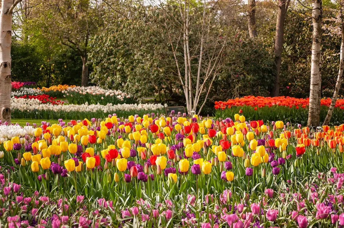 jardin ensoleillé