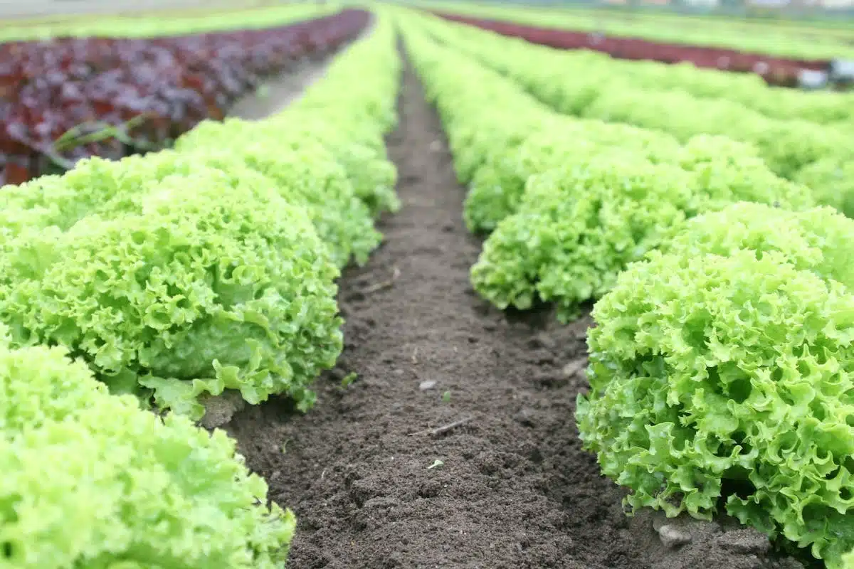 potager biologique