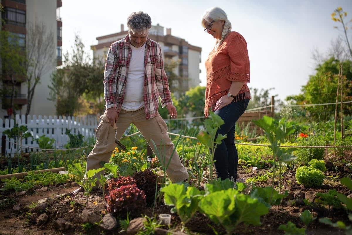 jardin potager