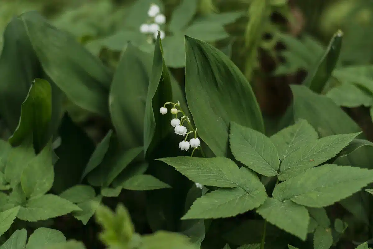 muguet  plantation