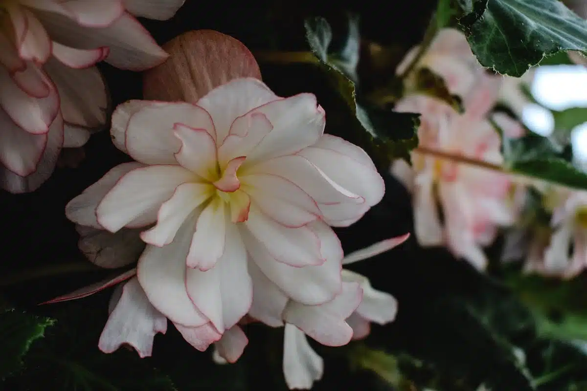 fleurs résistantes