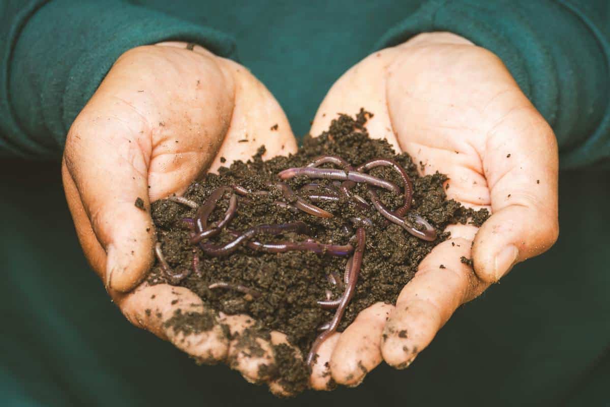 compostage  jardinage