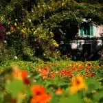 green trees and plants near white house during daytime