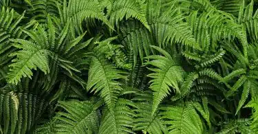 green fern plant in close up photography