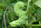 Chenille verte comment lutter naturellement contre ce nuisible