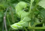 Chenille verte comment lutter naturellement contre ce nuisible