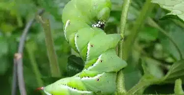 Chenille verte comment lutter naturellement contre ce nuisible