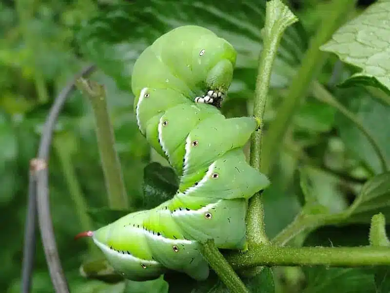 Chenille verte comment lutter naturellement contre ce nuisible