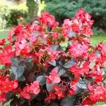 entretenir un bégonia