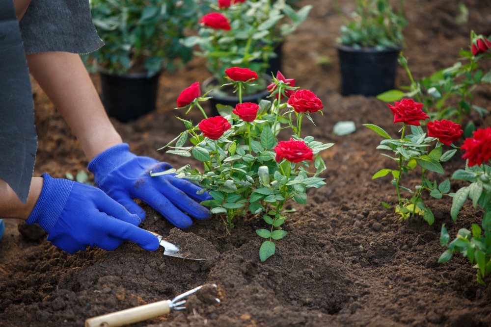 Comment planter des fleurs pour votre jardin ? Atmosphère du Jardin