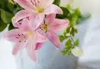 pink flower plant in white pot