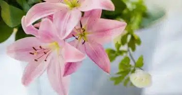 pink flower plant in white pot