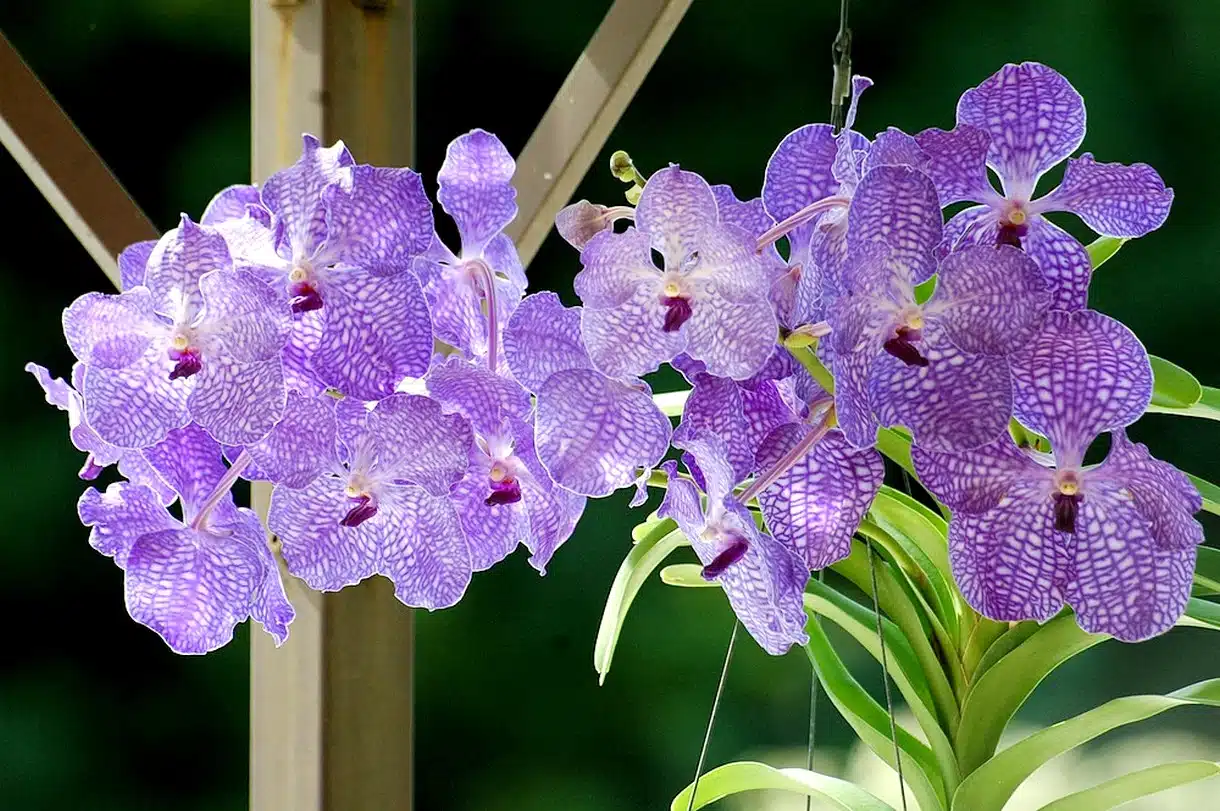 orchidée bleue 