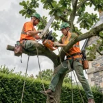 Élagueur professionnel en action dans un jardin breton, perché dans un grand chêne avec équipement de sécurité complet