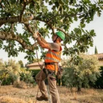 Élagueur professionnel grimpant dans un grand chêne pour l'élagage dans un jardin résidentiel à Balma