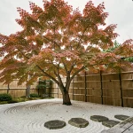 Érable japonais en automne dans un jardin zen avec gravier ratissé et pierres de pas