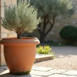 Grand pot de fleur extérieur XXL en terre cuite de 100 cm contenant un olivier sur une terrasse en pierre