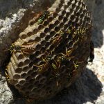 Guêpes et frelons au jardin : faut-il vraiment intervenir seul ?