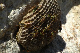 Guêpes et frelons au jardin : faut-il vraiment intervenir seul ?
