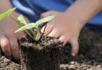 Livre de jardinage potager : apprendre les bases du jardinage potager