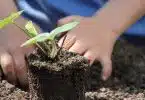 Livre de jardinage potager : apprendre les bases du jardinage potager