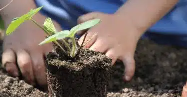 Livre de jardinage potager : apprendre les bases du jardinage potager