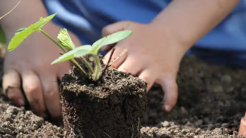 Livre de jardinage potager : apprendre les bases du jardinage potager