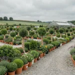 Vue panoramique d'une grande pépinière dans les Hauts-de-France avec des rangées de plantes, arbustes et serres