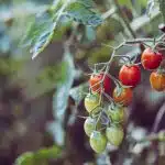 grappe de tomates