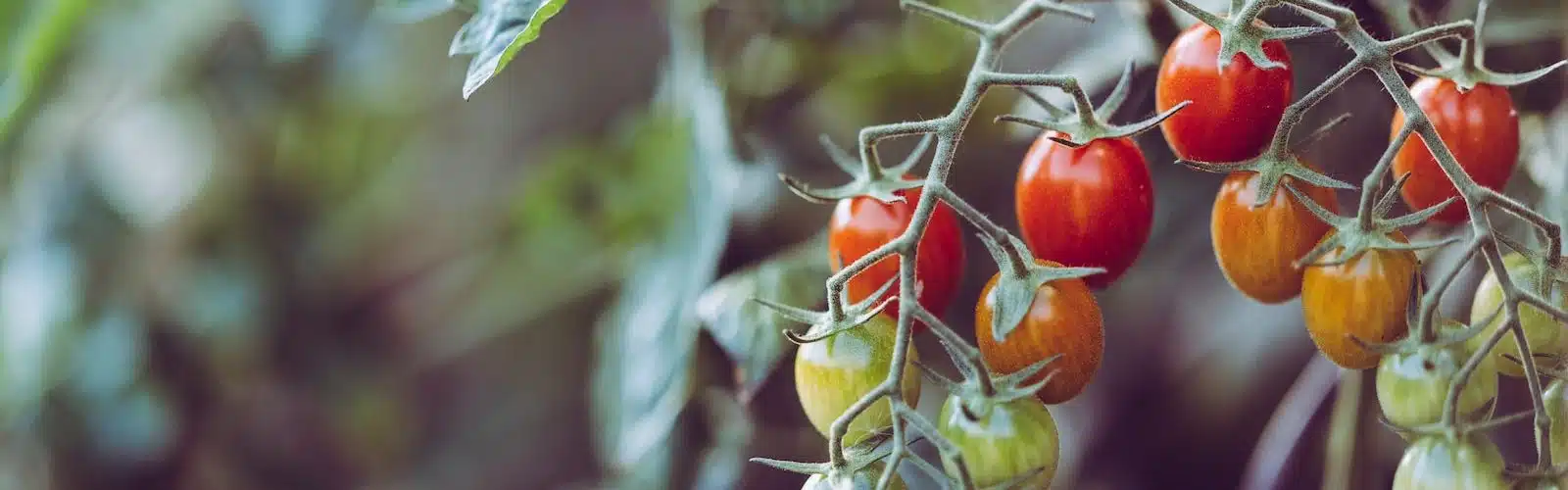 grappe de tomates