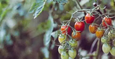 grappe de tomates