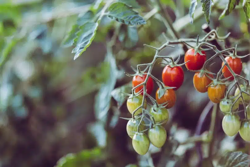 grappe de tomates