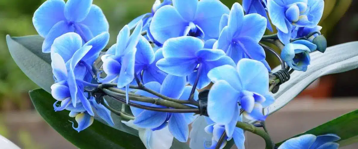 orchidée bleue
