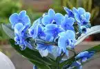orchidée bleue