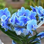 orchidée bleue
