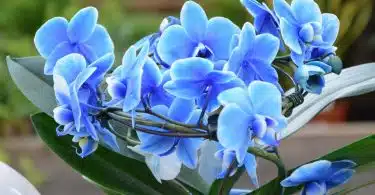 orchidée bleue