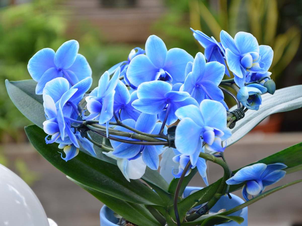 orchidée bleue