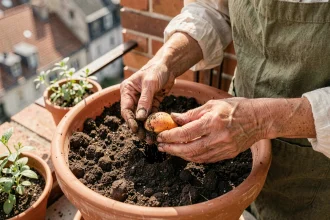 Mains de femme plantant un noyau d'abricot dans un pot en terre cuite sur une terrasse urbaine