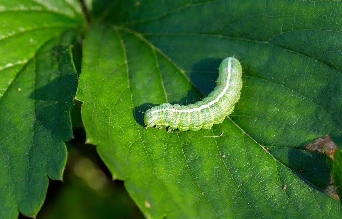 verte comment lutter naturellement contre ce nuisible